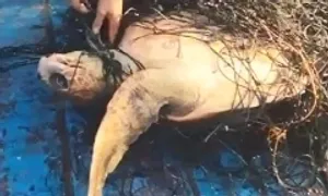 Ngư dân Bình Định gỡ lưới cứu rùa 60 kg